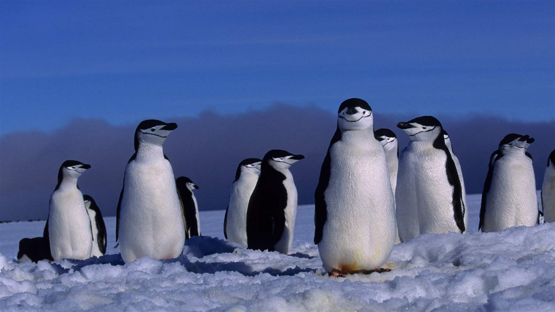 Chinstrap penguins (Pygoscelis antarcticus) at their nest sites which are still covered with snow in early spring on Zavodovski Island in the South Sa