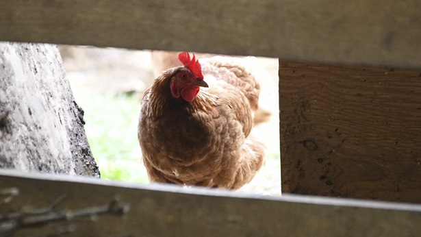 A chicken looks in the barn at Honey Brook Farm