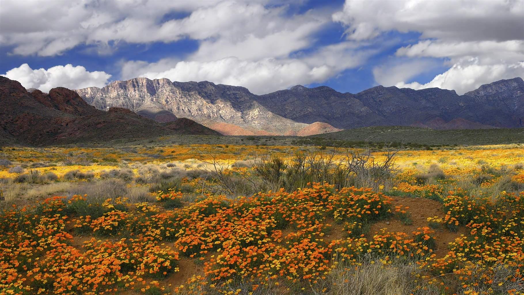 Mexican gold poppies bloom in the Castner Range area of the Franklin Mountains outside El Paso, Texas. 