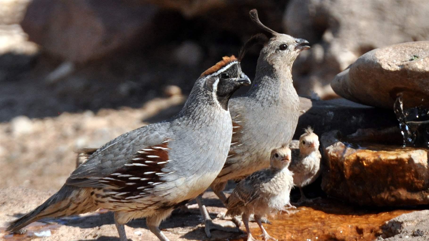 The Gambel’s quail, identifiable by its distinctive top knot, is one of 62 bird species found within Castner Range, a mountainous area outside El Paso, Texas.