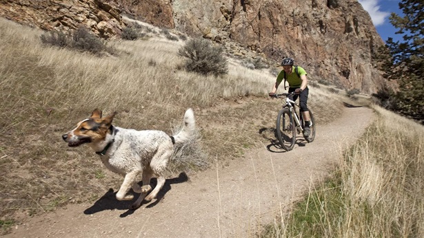 A man mountain biking a path with dog