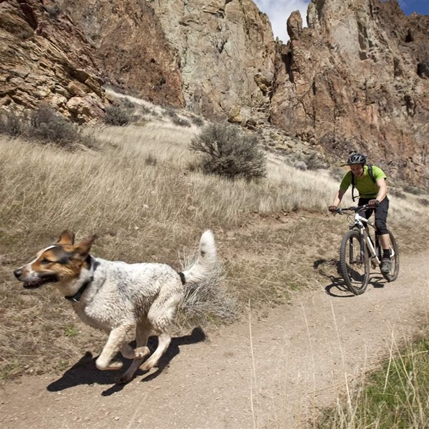 A man mountain biking a path with dog