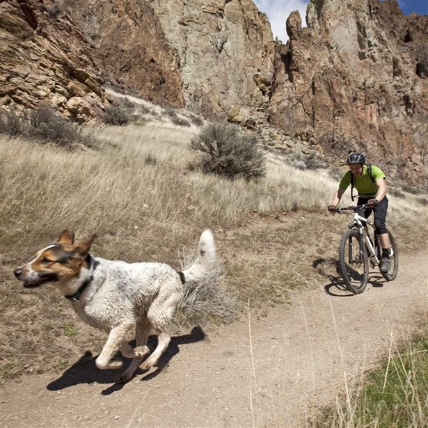 A man mountain biking a path with dog A man mountain biking a path with dog