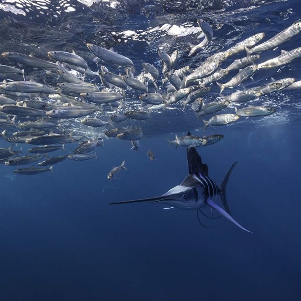 Striped marlin hunting sardines, Magdalena Bay, Baja California Sur, Mexico.