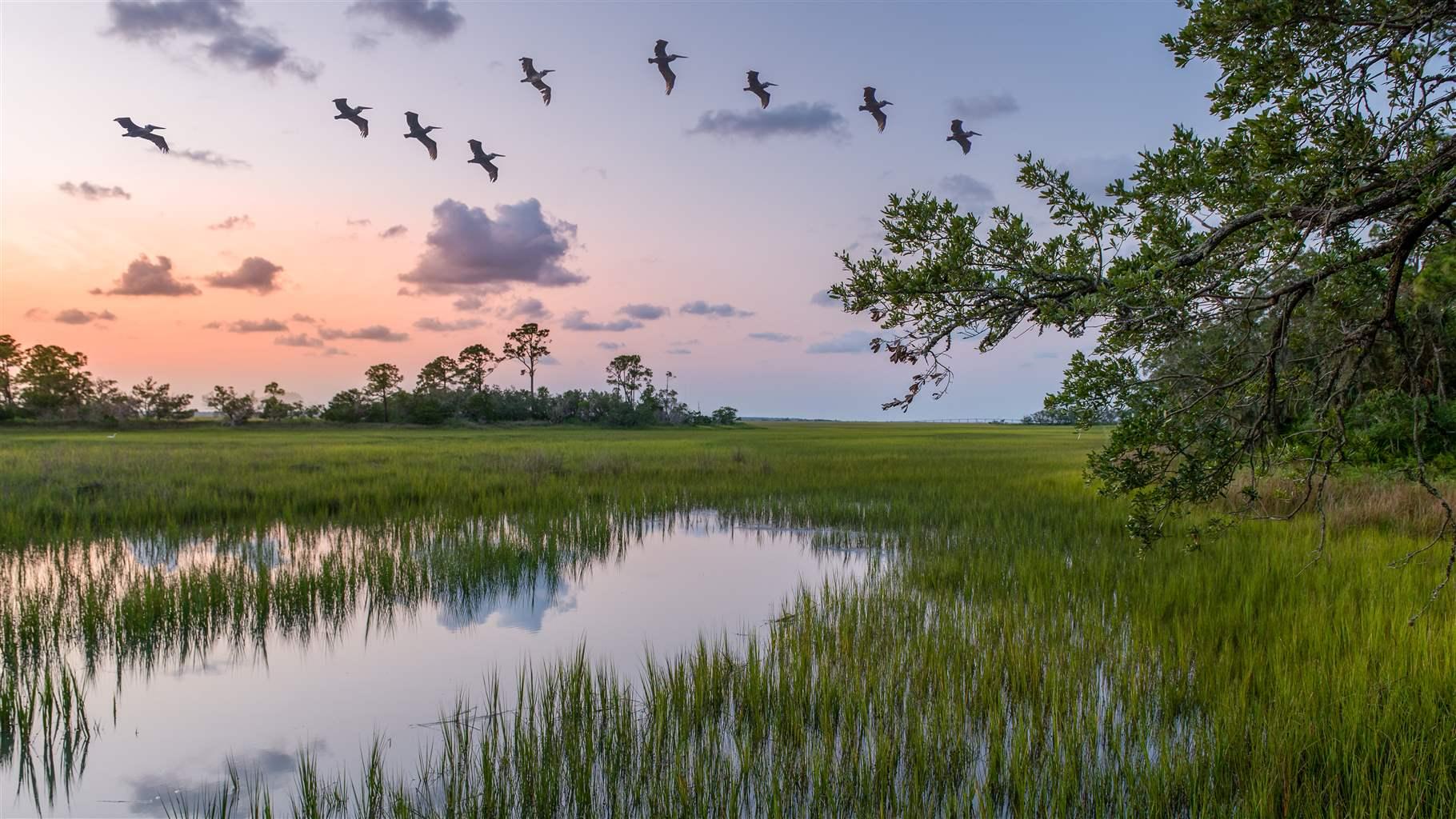 Pelicans flying home to roost over salt marsh at Hunting Island State Park in South Carolina near Beaufort