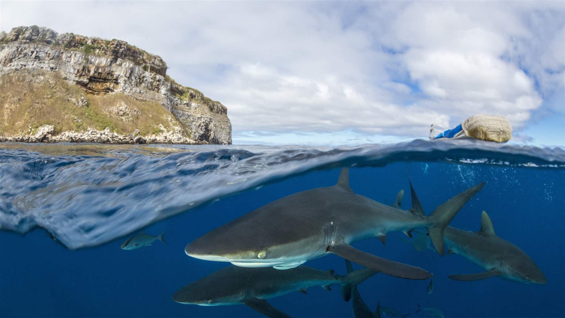 Silky sharks below the water surface next to darwin island