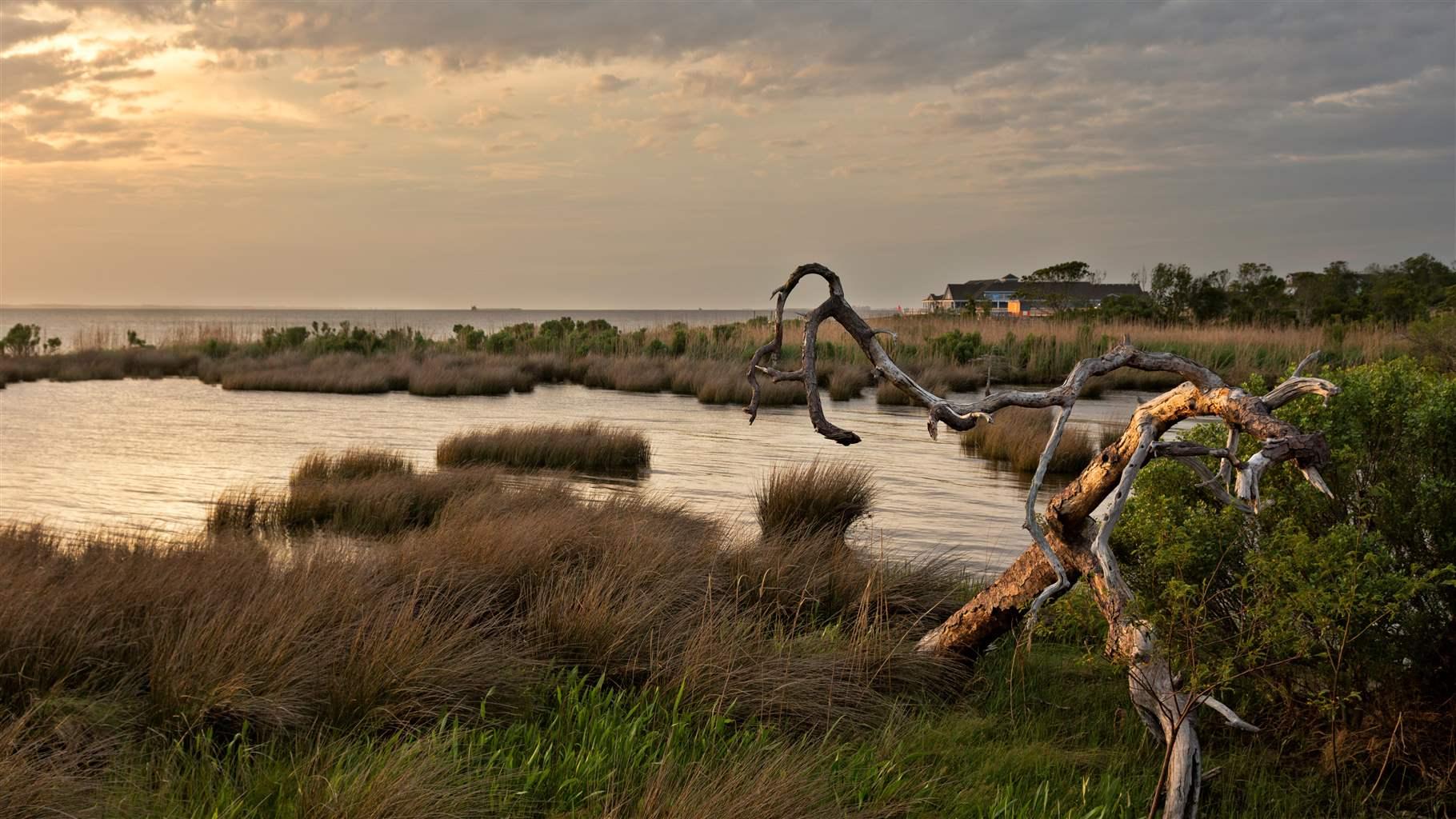 Late afternoon view of the salt marsh on the shores of Currituck Sound from the boardwalk in Duck.