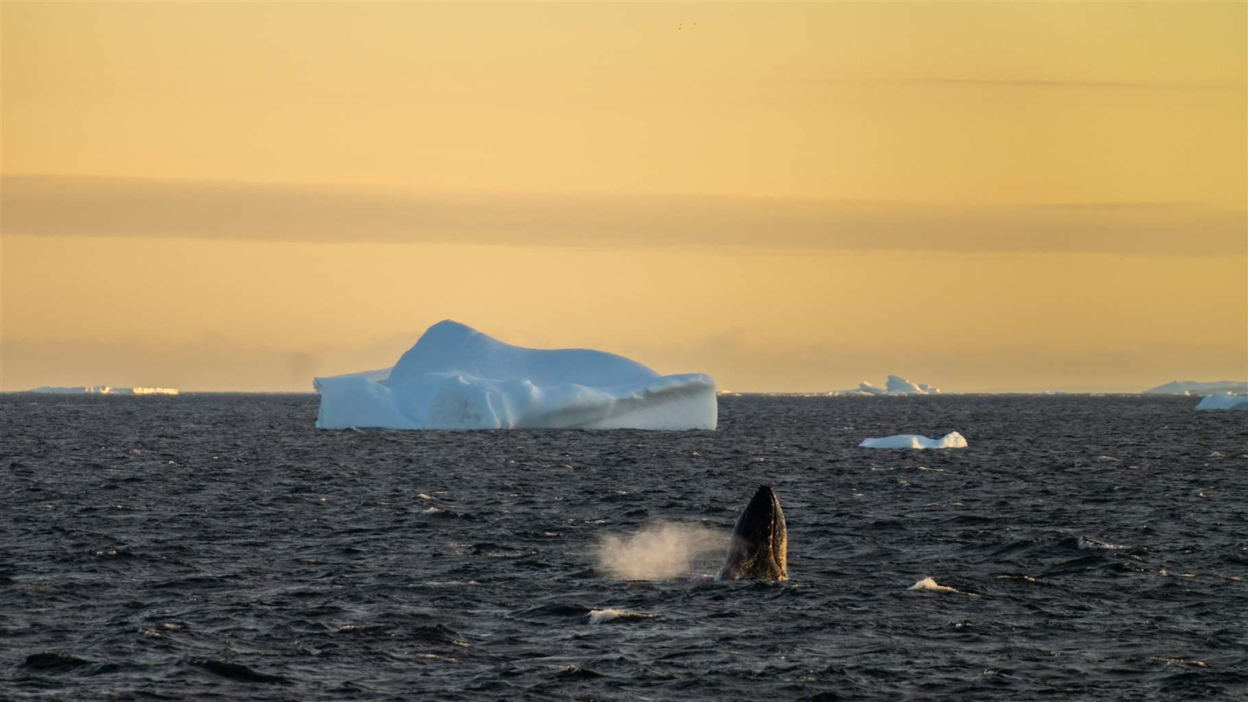 Weddel Whale Breach