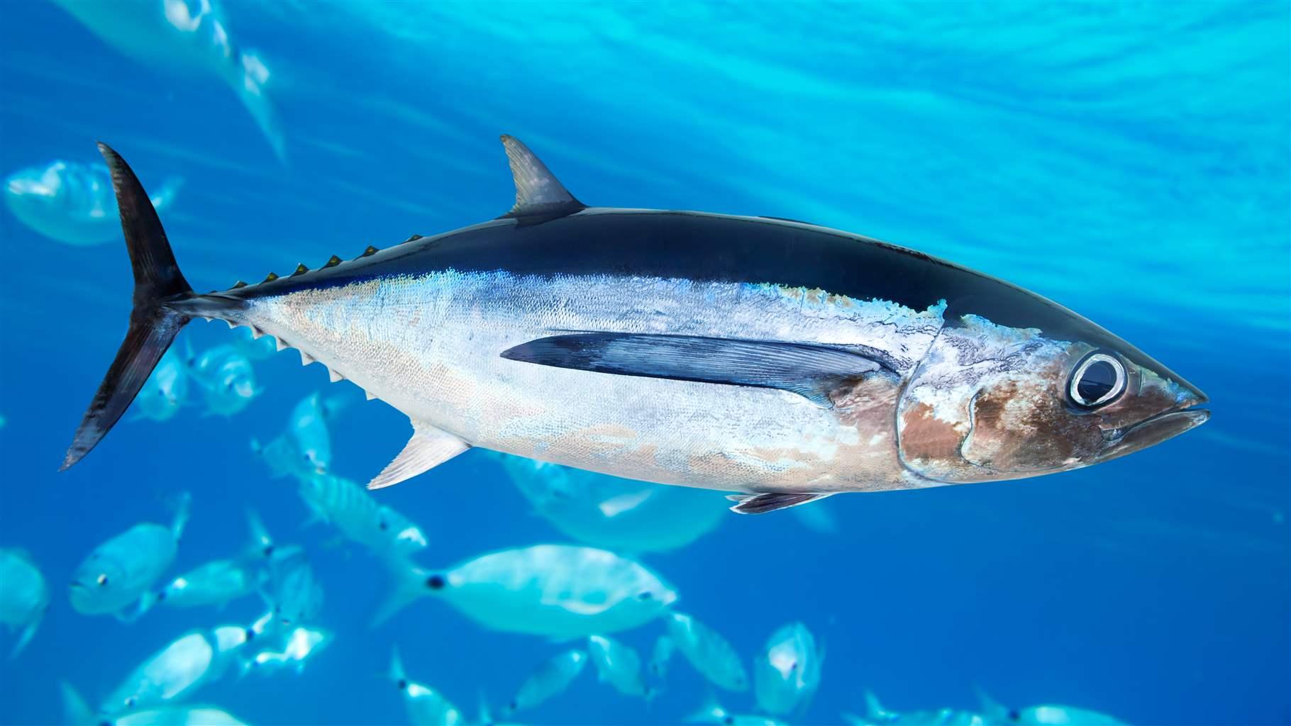 Albacore tuna fish Thunnus Alalunga underwater ocean
