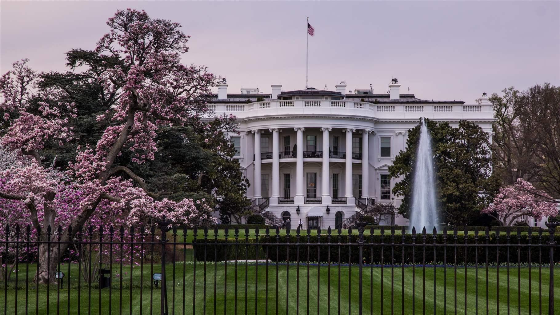 The White House front lawn in Washington DC with cherry blossoms in full bloom during sunset.