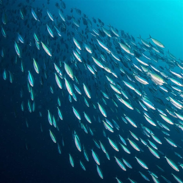 A huge school of sardines, packed together. Scientists call these behavior "bait ball". The fishes stay together to escape the attack of predators like sharks, dolphins and other sea creatures.
