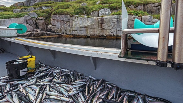 A catch of fresh Mackerel aboard a fishing boat moored near Sambro Island Lighthouse.