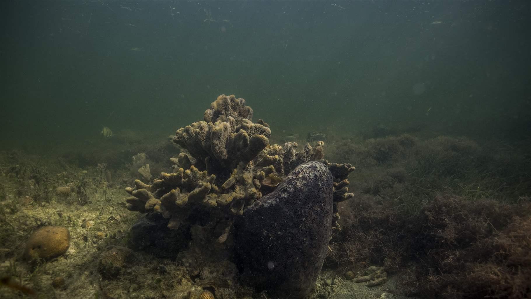  Scattered fire rope sponge (Aplysina fulva) sits next to a Loggerhead sponge (Spheciosponiga vesparium {right}), with Lesser starlet coral (Siderastrea radians {off to the left) in Crystal Bay within St. Martins Marsh Aquatic Preserve on May 12, 2019, offshore of Crystal River, Florida.