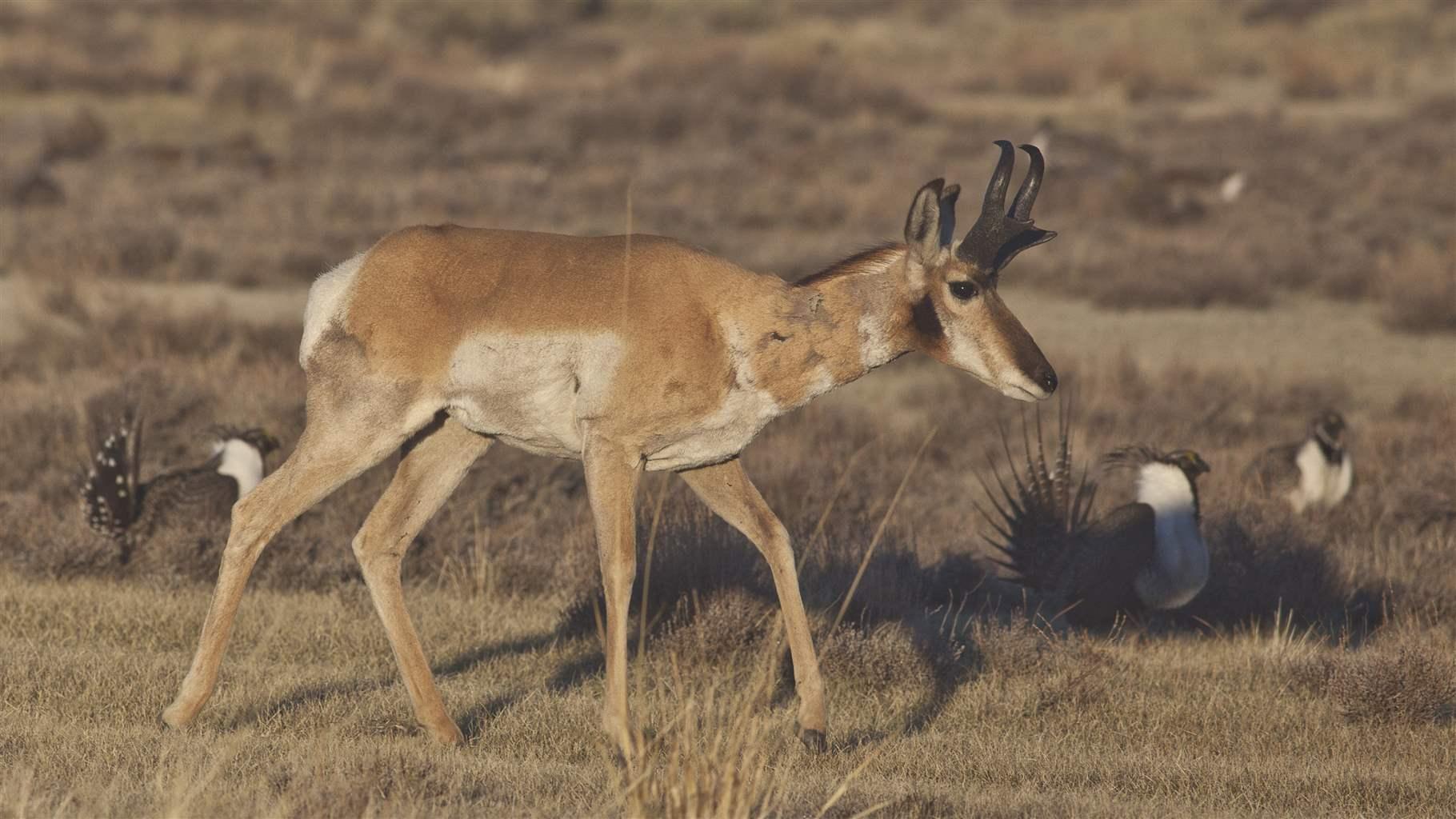 Pronghorn and greater sage-grouse