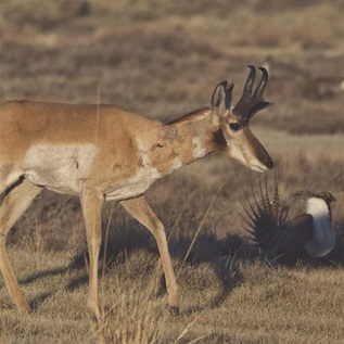 Pronghorn and greater sage-grouse