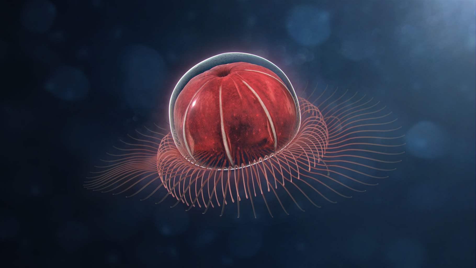 An illustration of a red deep sea Anthomedusae on a blue water background.