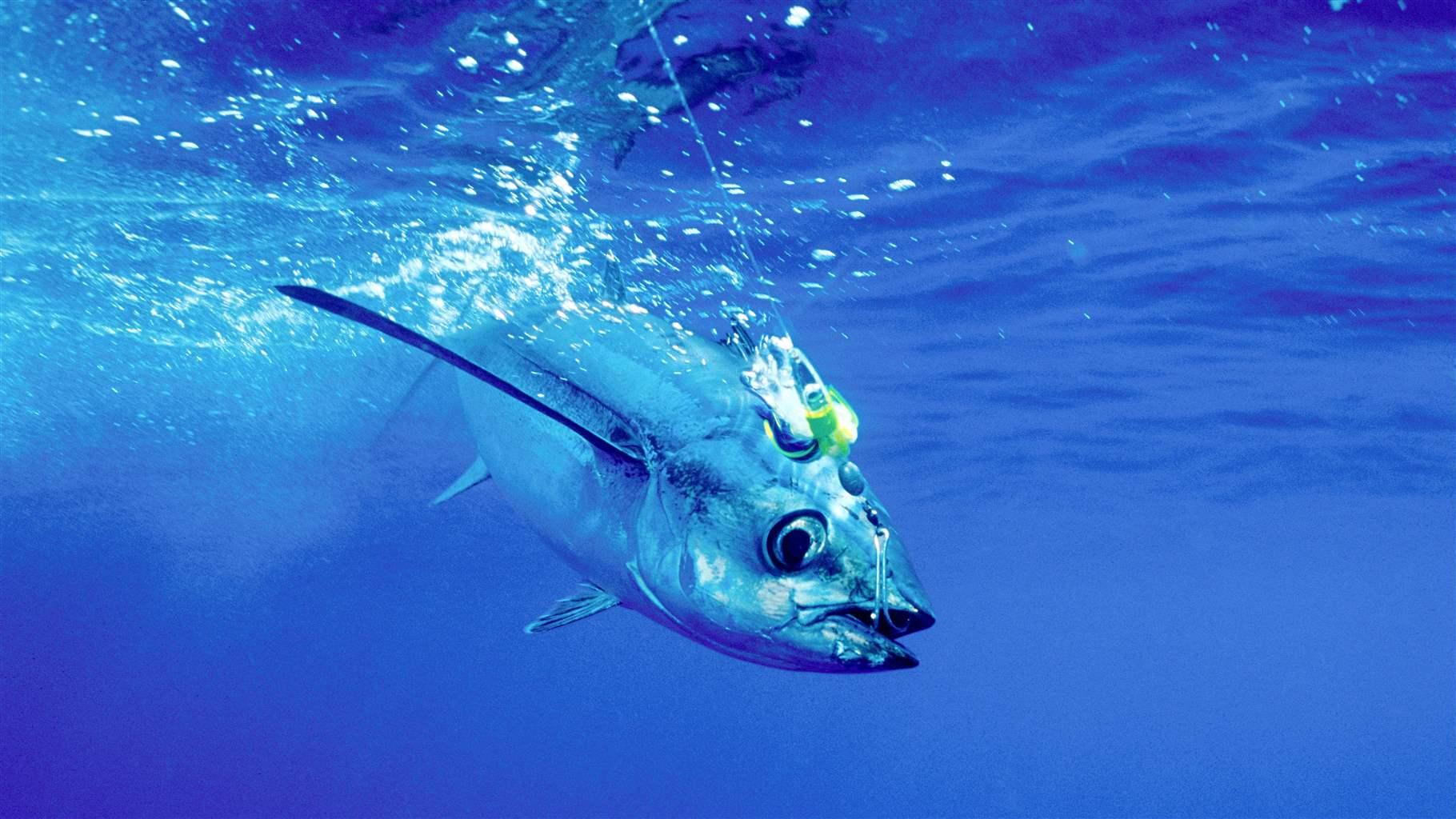 albacore tuna