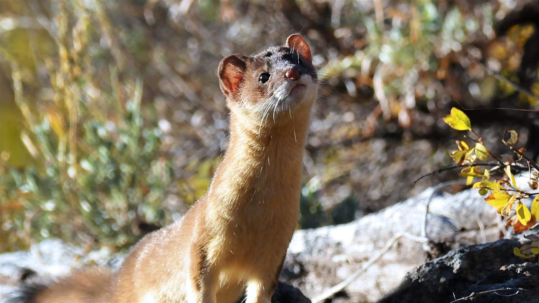 A long-tailed weasel pokes its head up near Monroe Mountain on the Dixie National Forest.