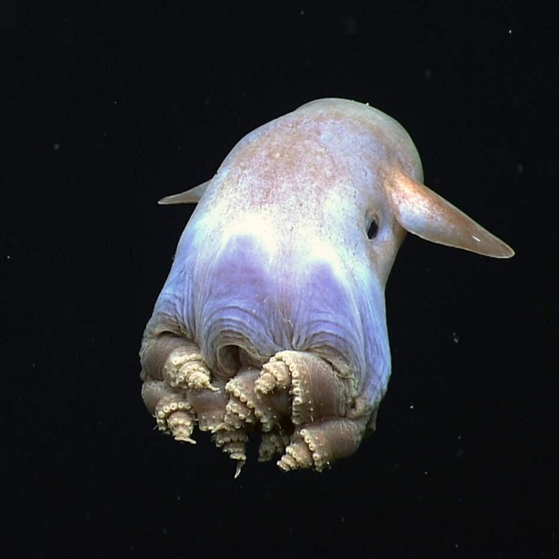 One of the highlights of the dive, a dumbo octopus uses his ear-like fins to slowly swim away – this coiled leg body posture has never been observed before in this species.