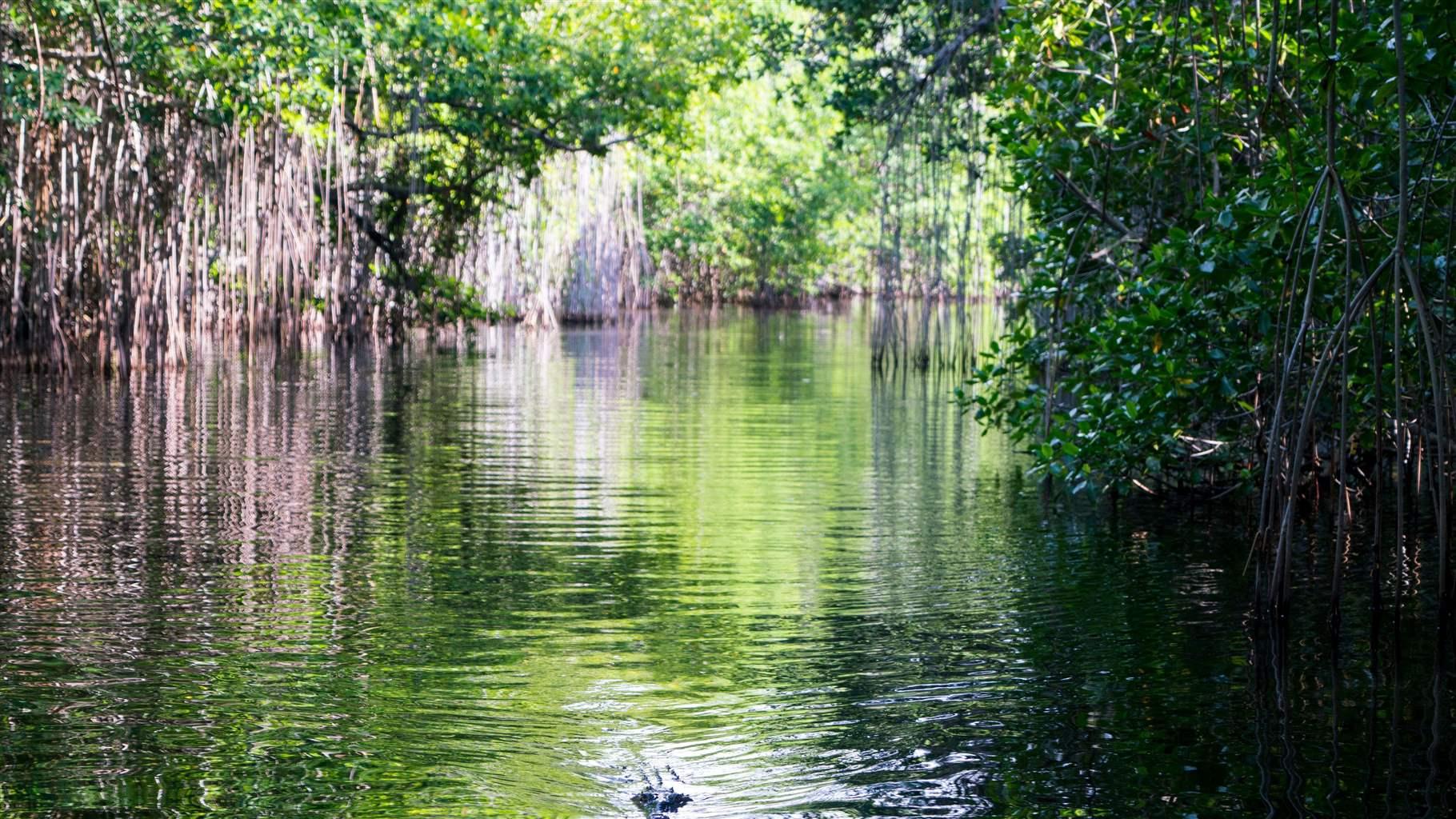 Jamaica, Black River, cocodrilos