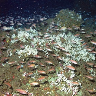 In this image from 2001, fish are pictured schooling near deep-sea Oculina varicosa coral