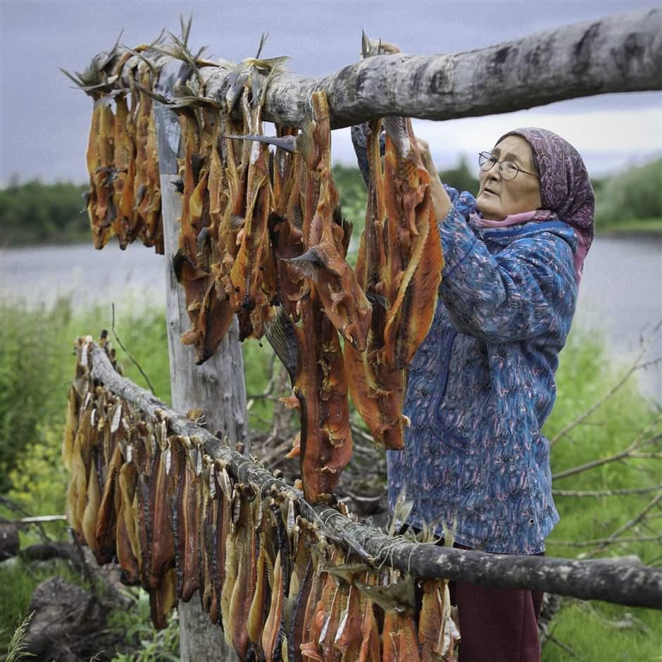Vera Spein hangs salmon at fish camp near Kwethluk, Alaska.