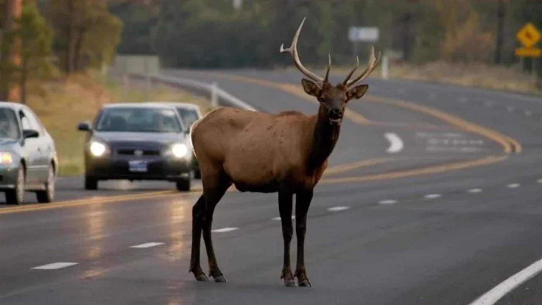An elk stands on Arizona Highway 260 just east of Payson. 