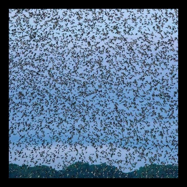 Birds fill the sky over the Connecticut National Estuarine Research Reserve, the newest in the 30-site federal system.