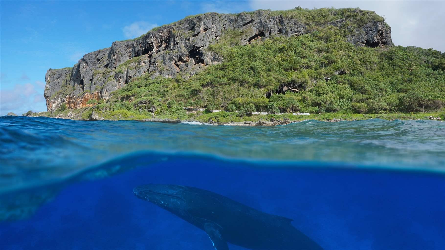 Split view above and below sea surface, coastal cliff with a humpback whale underwater, Pacific ocean, Rurutu island, Austral archipelago, French Polynesia