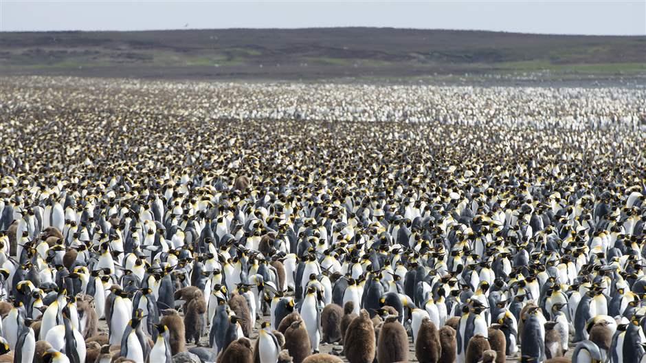 King penguins amass on an island in the Kerguelen archipelago, part of a remote overseas territory in the southern Indian Ocean that France protected in 2022.