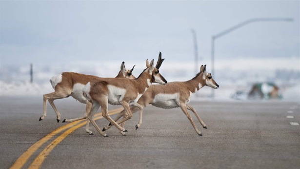 Grand Teton Pronghorn crossing a street along their migration route
