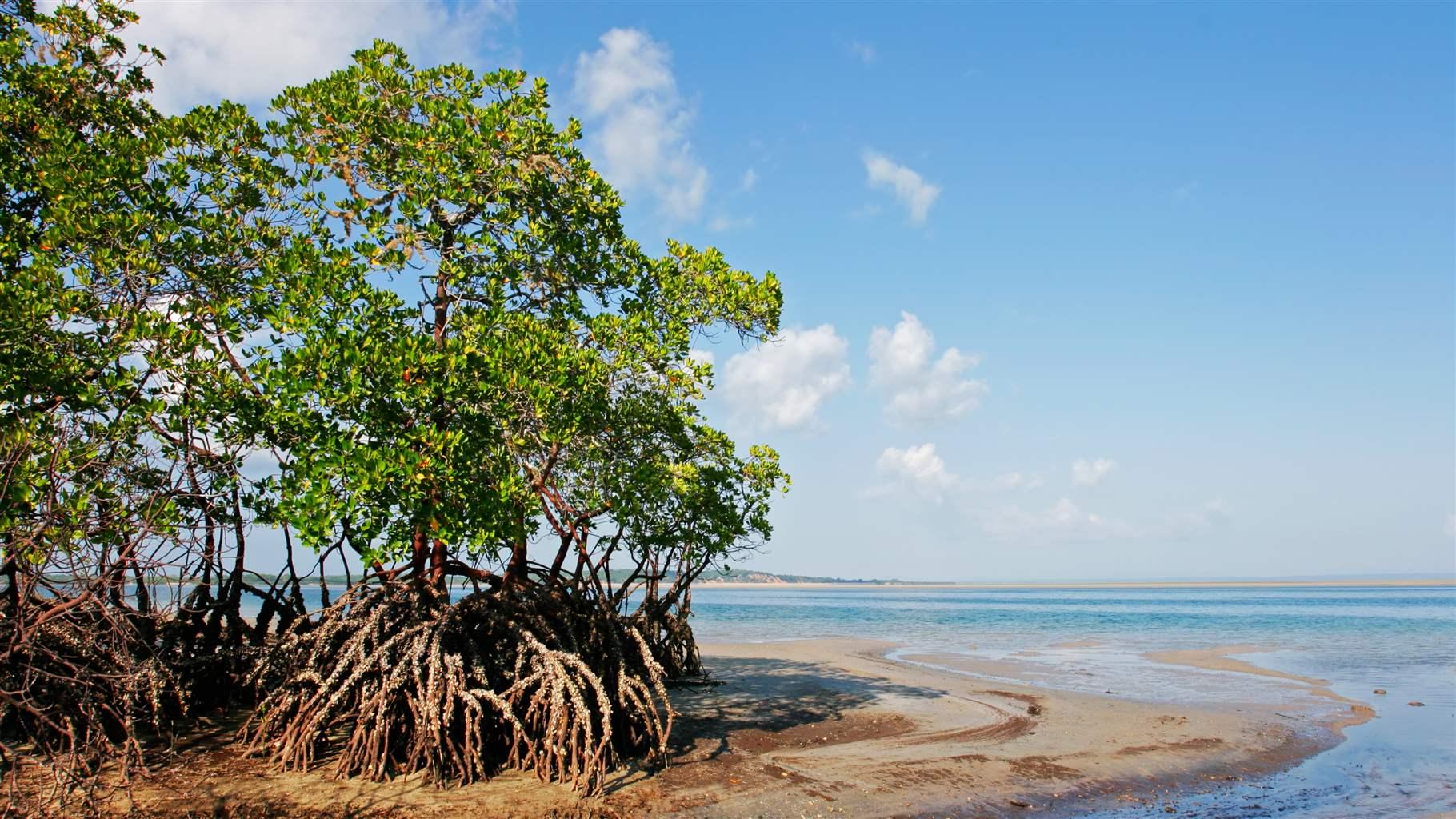 Mangrove tree at low tide, Vilanculos coastal sanctuary, Mozambique, southern Africa