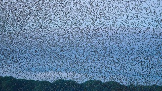 Birds fill the sky over the Connecticut National Estuarine Research Reserve, the newest in the 30-site federal system.