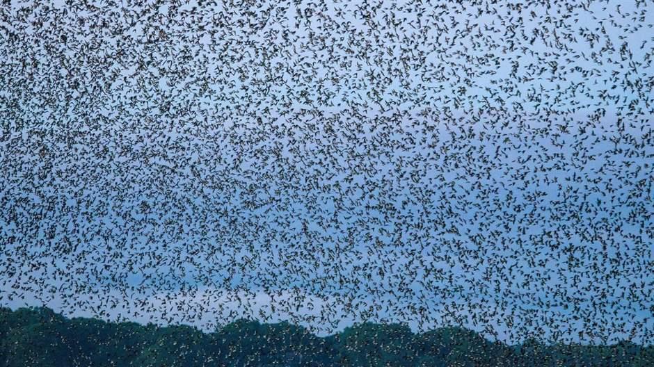 Birds fill the sky over the Connecticut National Estuarine Research Reserve, the newest in the 30-site federal system.