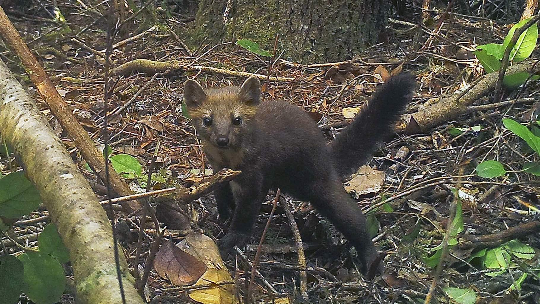 A rare coastal Pacific marten in the Oregon Dunes in the Siuslaw National Forest, Oregon. 