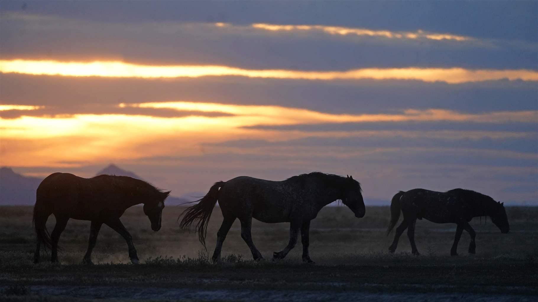 Westerners Battle to Handle Booming Wild Horse Populations