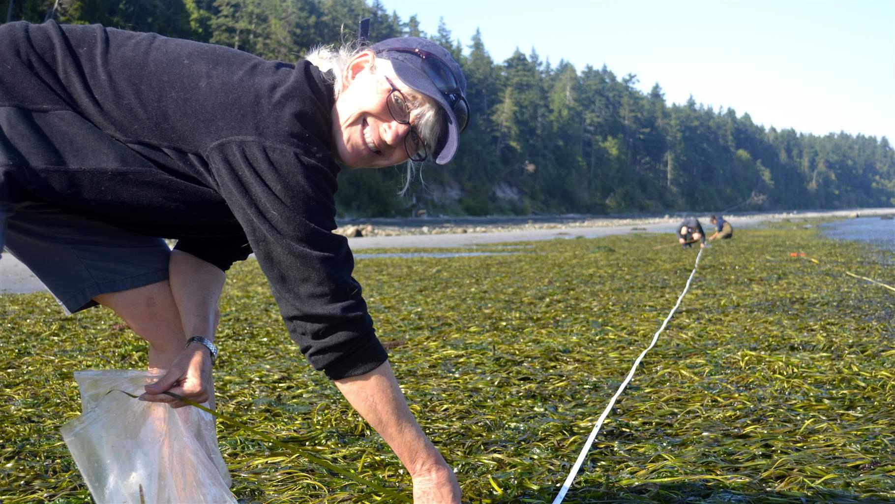 Scientists using a measuring tape to catalogue the size of a large eelgrass patch.