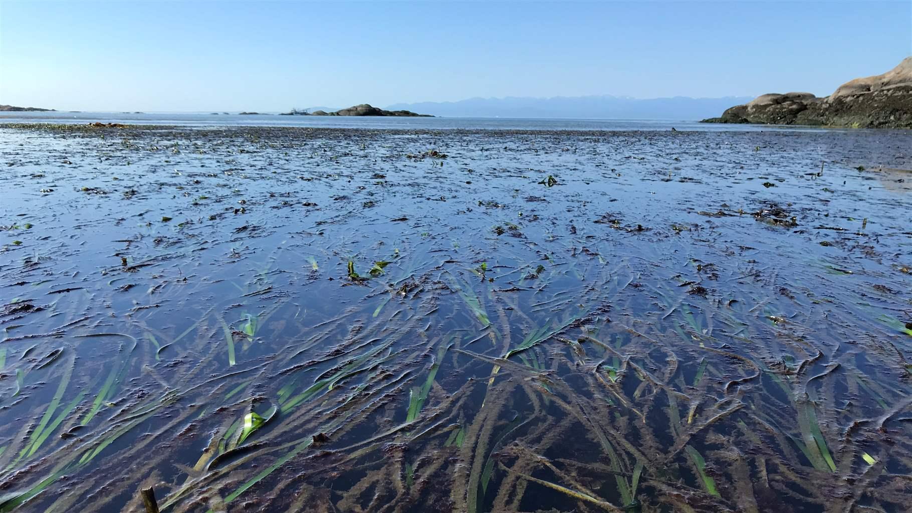 Eelgrass meadows, such as this one at False Bay Biological Preserve in Washington’s San Juan Islands, provide important ecological benefits, including fish habitat, shoreline protection, and carbon sequestration.