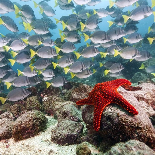 Yellowtail surgeonfish (Prionurus laticlavius) school and starfish in the Galapagos Islands, Ecuador.
