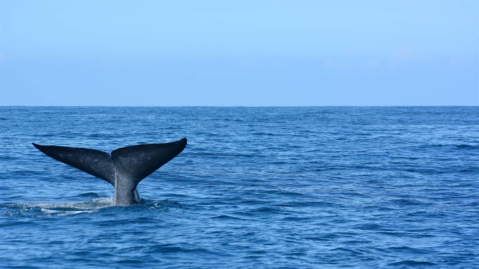 Big blue whales in deep ocean