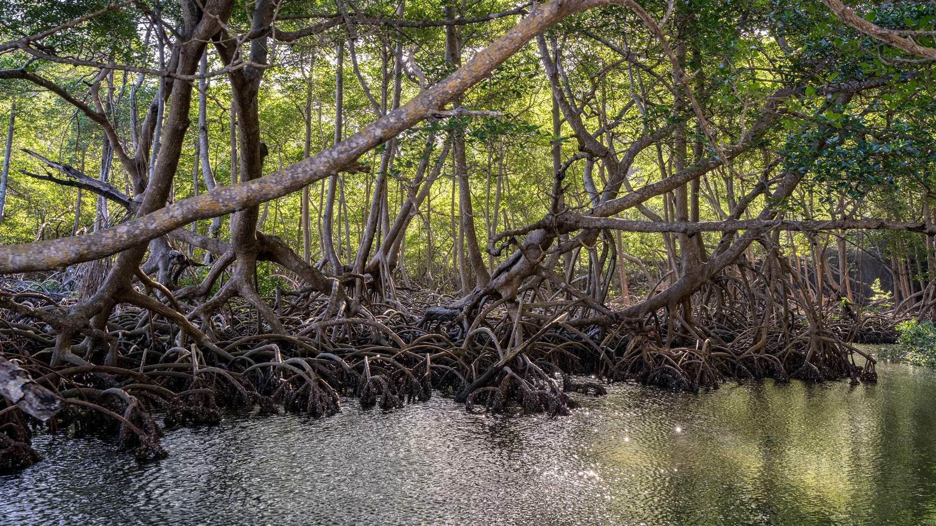 Mangrove Tree Leaves