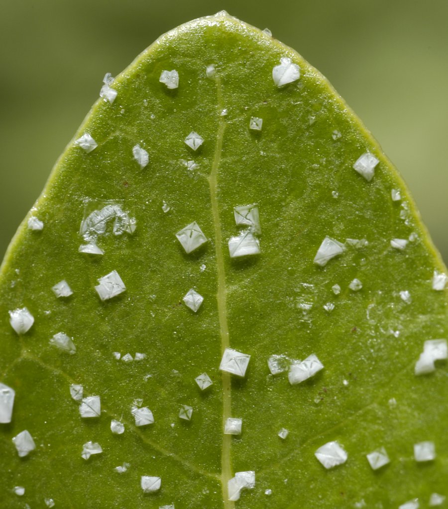 A close up of a leaf with large salt crystals forming across the surface. 