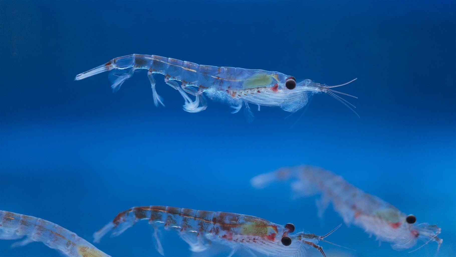 Antarctic krill