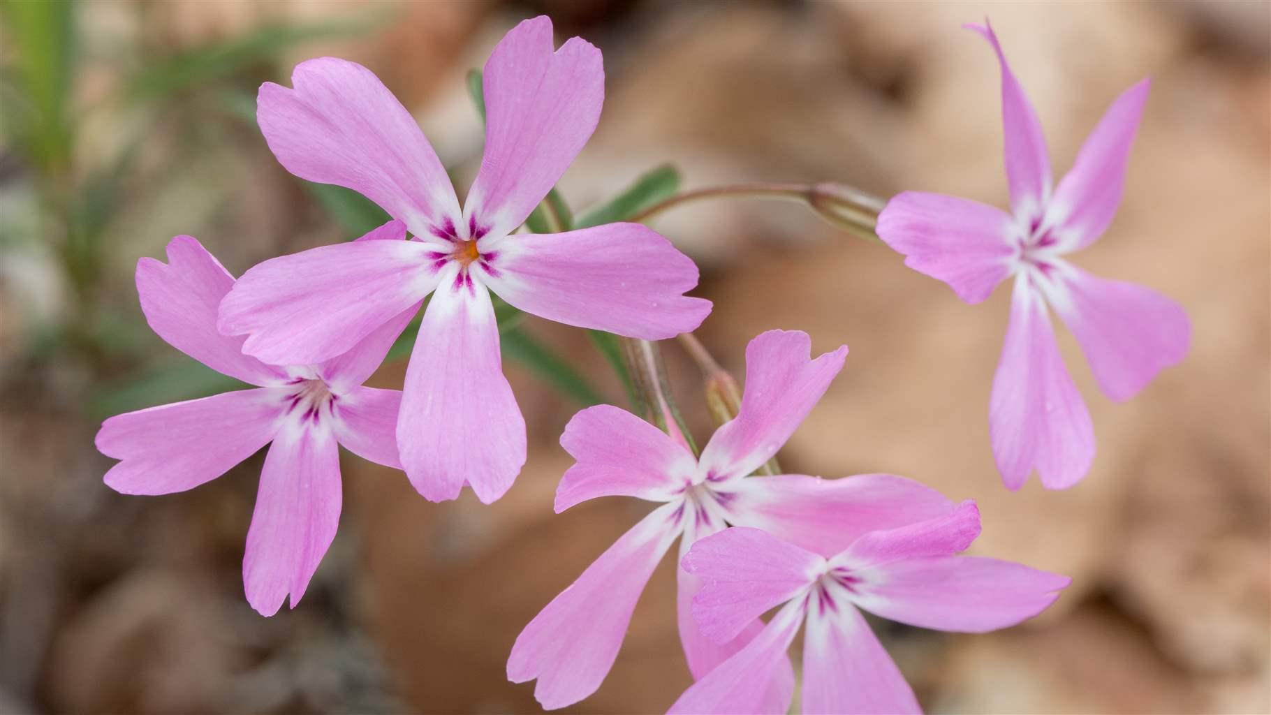 The pink flowers of a showy phlox bloom in the Shasta-Trinity National Forest in California.