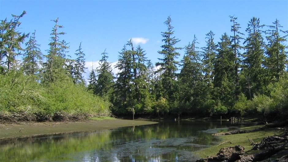 Oregon’s tidal forested wetlands—such as the Sitka spruce tidal swamp on the Columbia River estuary, shown here—capture and store significant amounts of carbon, but only 5% of these habitats’ historical peak acreage remains. 