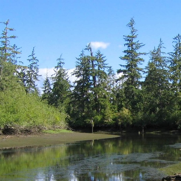 Oregon’s tidal forested wetlands—such as the Sitka spruce tidal swamp on the Columbia River estuary, shown here—capture and store significant amounts of carbon, but only 5% of these habitats’ historical peak acreage remains. 