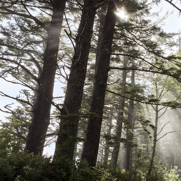 Sunlight streams through the trees of the Siuslaw National Forest along the Oregon coast.