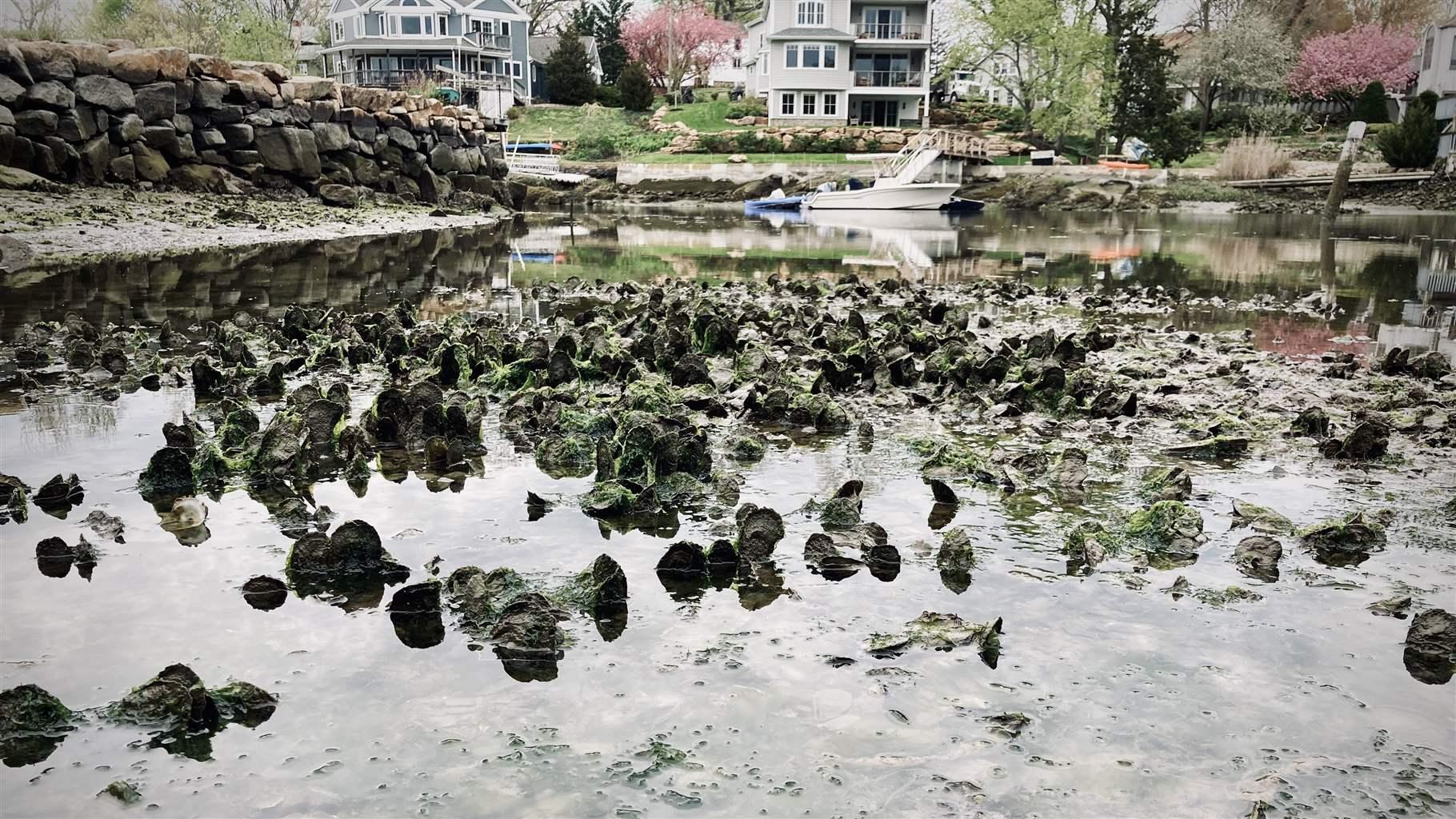 Wild oysters grow in Farm River within view of homes in East Haven, Connecticut.