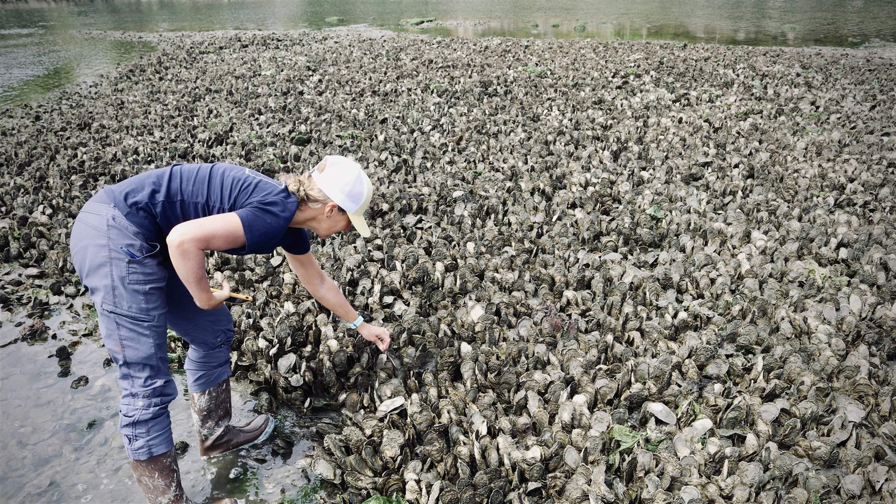 In Ash Creek, Tessa Getchis of Connecticut Sea Grant examines oysters in a natural bed in Fairfield, Connecticut.