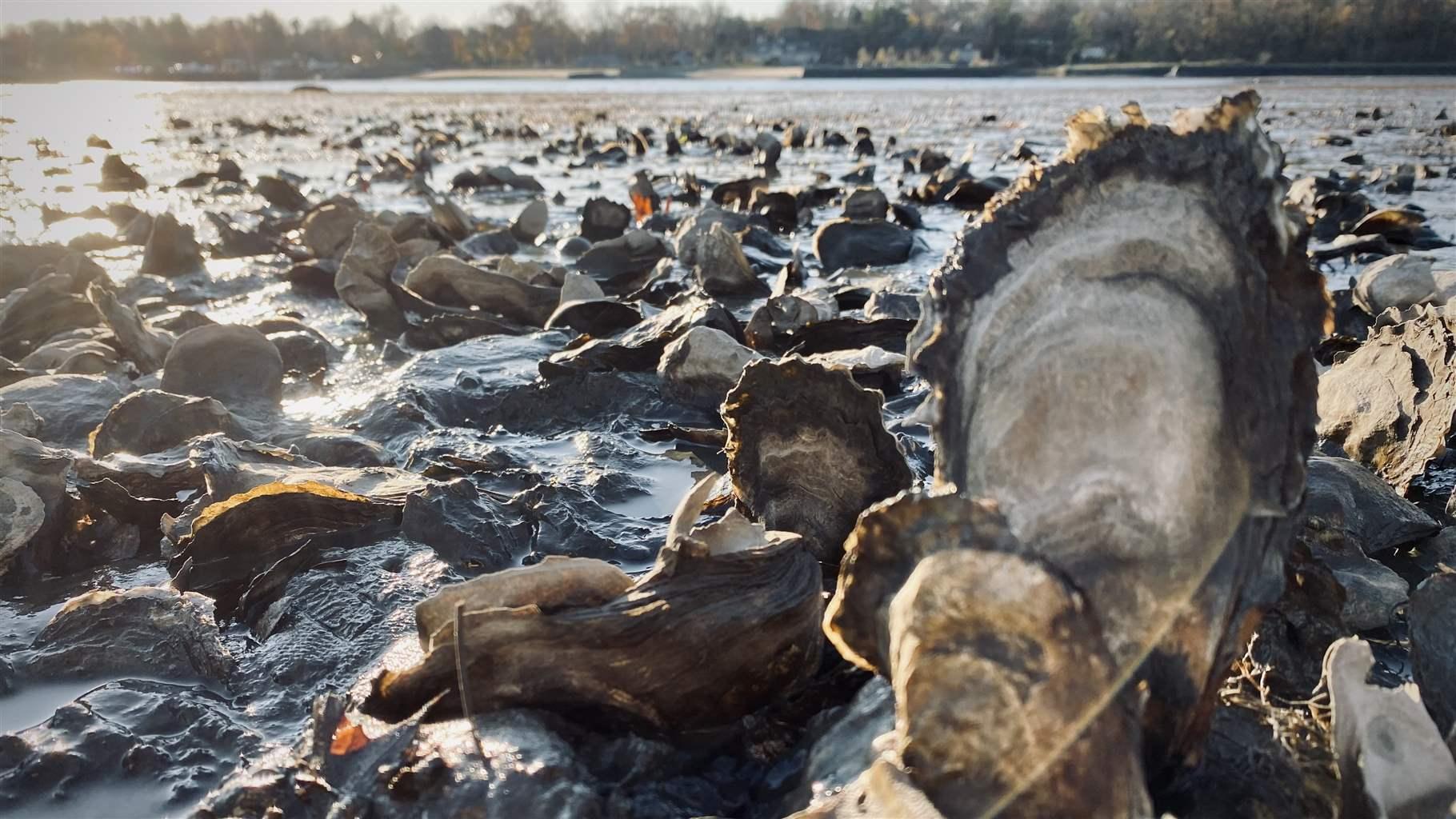 A bed of wild oysters thrives on the shore off of Greenwich, Connecticut.